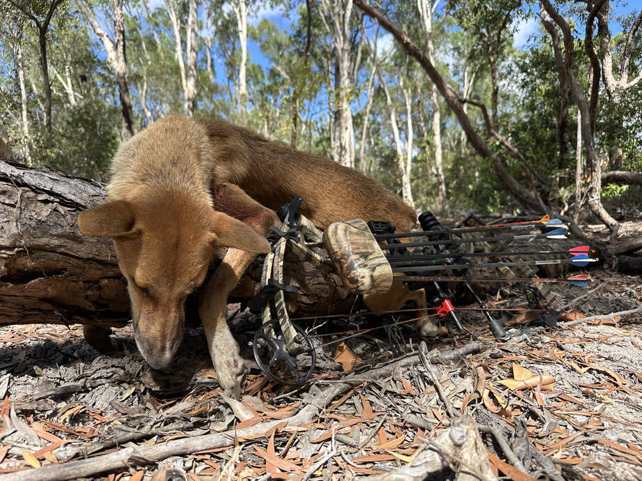 A wild dog taken with the bow on a Cape York hunt, the compound bow resting alongside