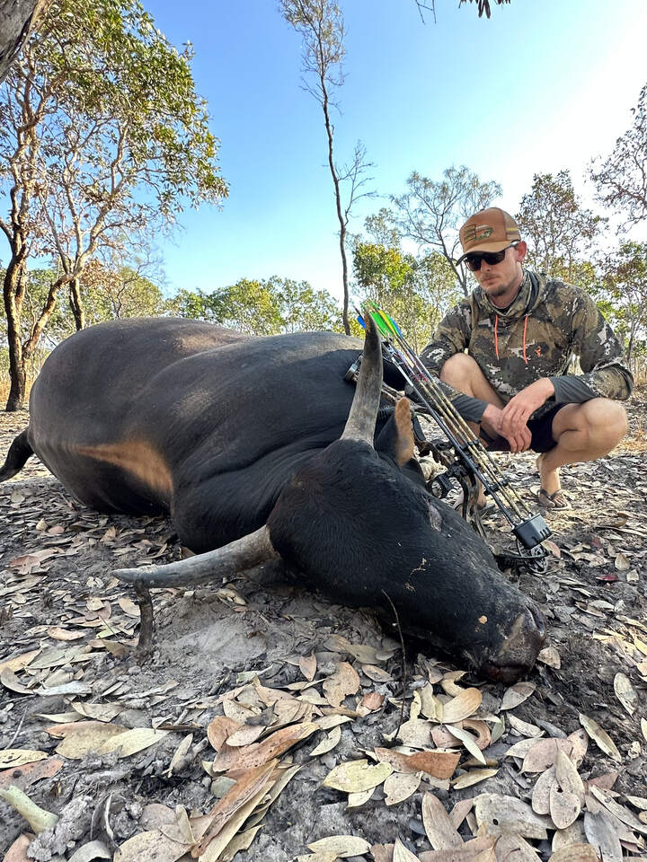 Feral pig taken on a Cape York bow hunt
