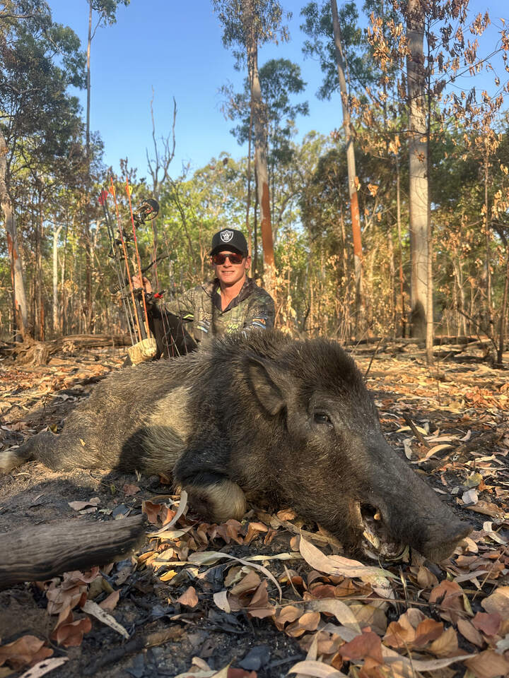 Feral pig taken on a remote Cape York bow hunt