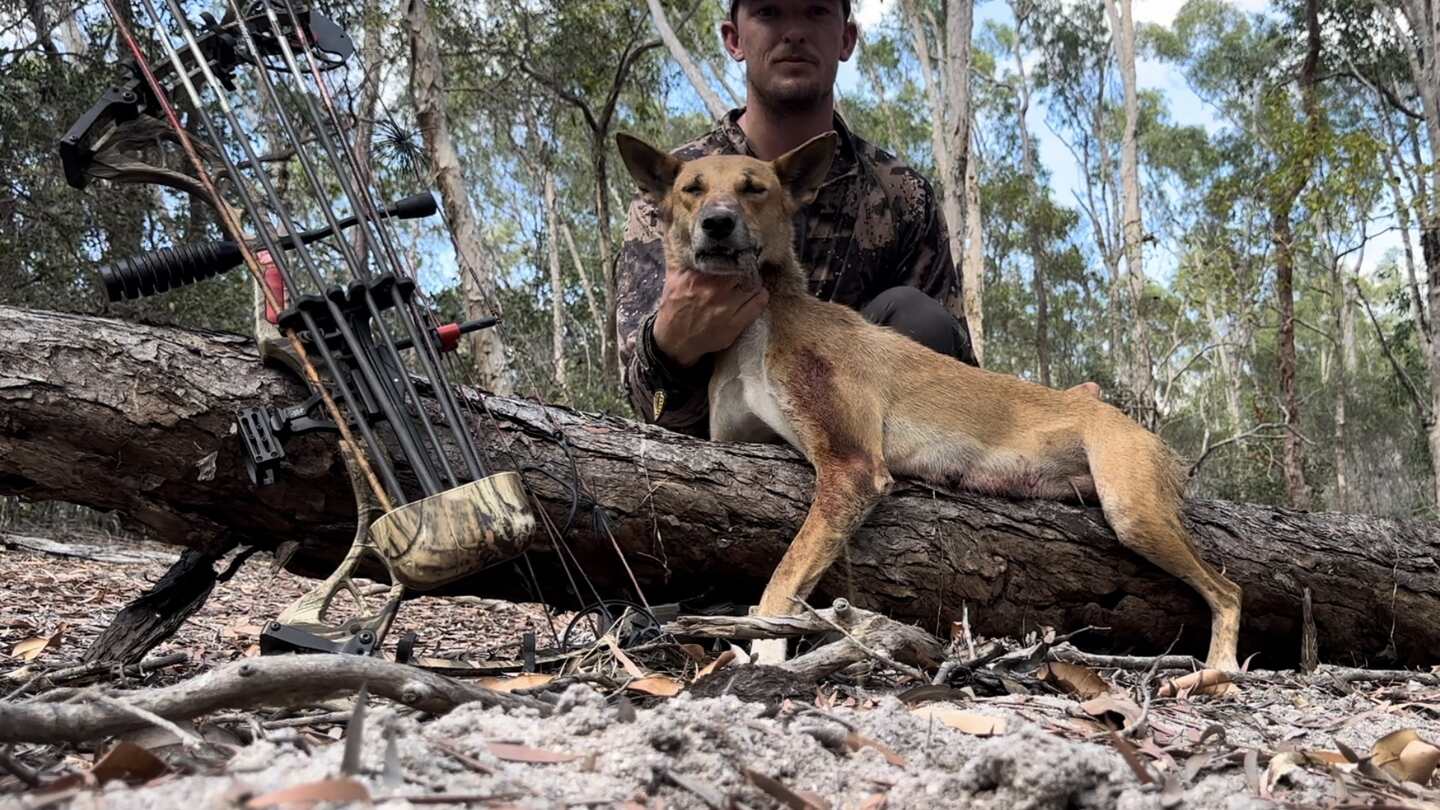Bow hunter with a wild dog on a Cape York fly-in hunt