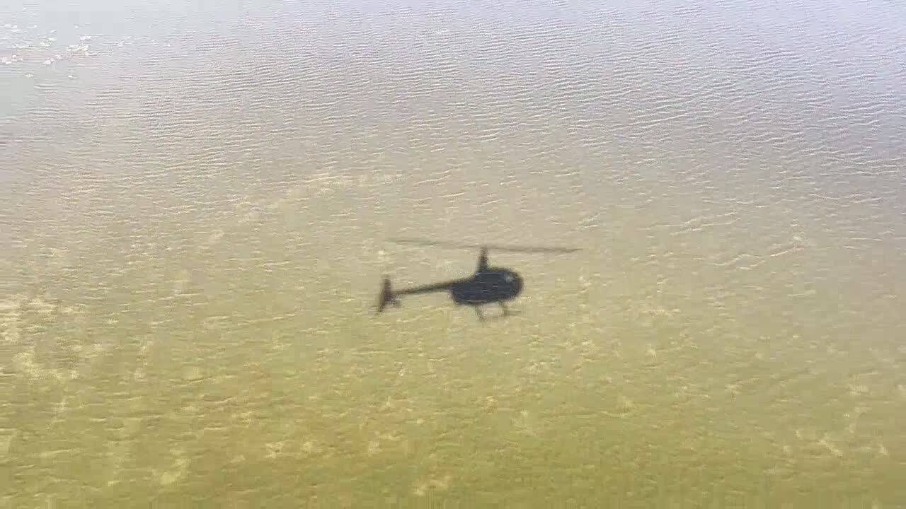 Crocodile moving through the water
