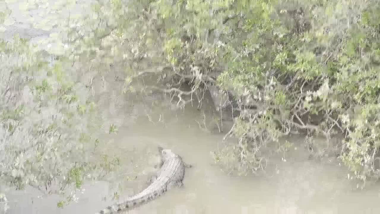 Large saltwater crocodile viewed from the helicopter in a Cape York mangrove channel