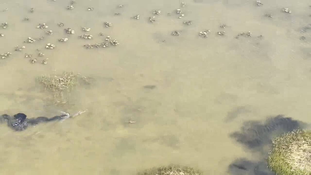 Aerial view from the BA Aviation helicopter skimming low over Cape York wetlands