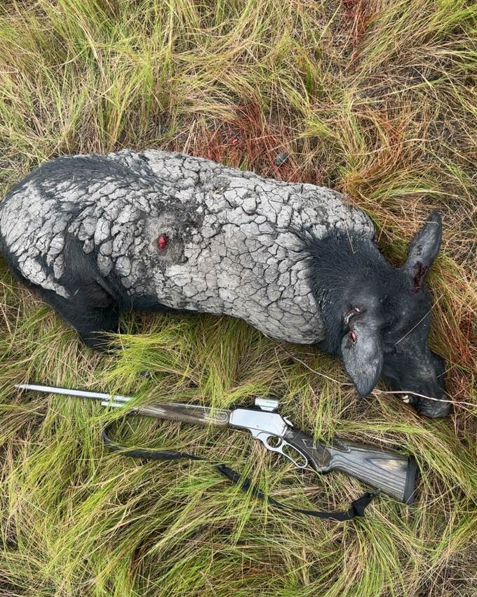 A feral pig taken on a Cape York fly-in hunt