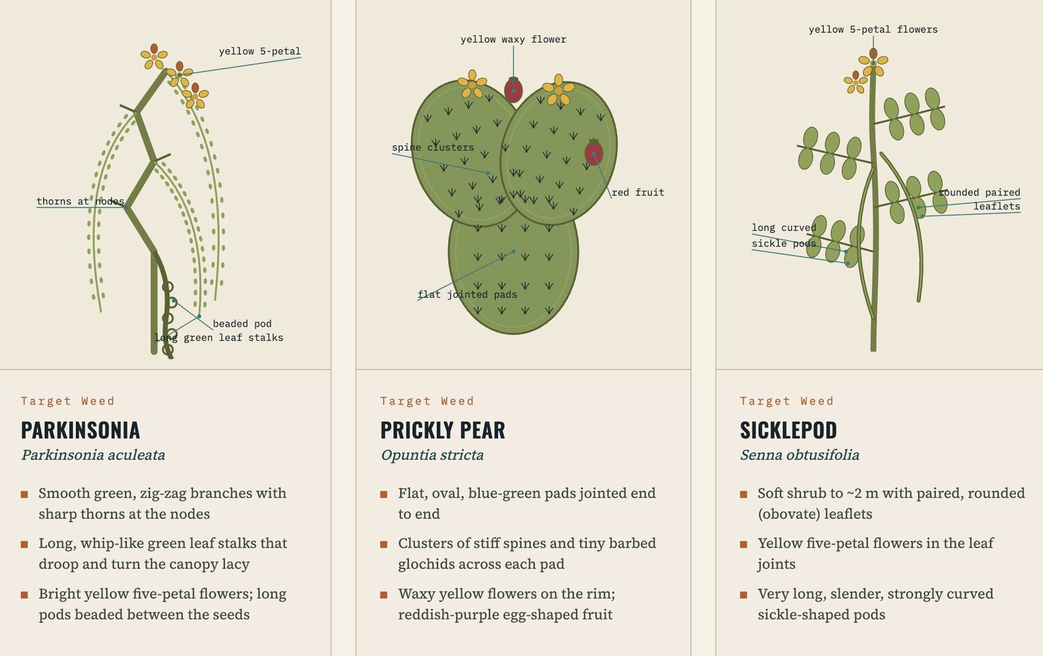 Field guide to target weeds — parkinsonia, prickly pear and sicklepod — with identifying features