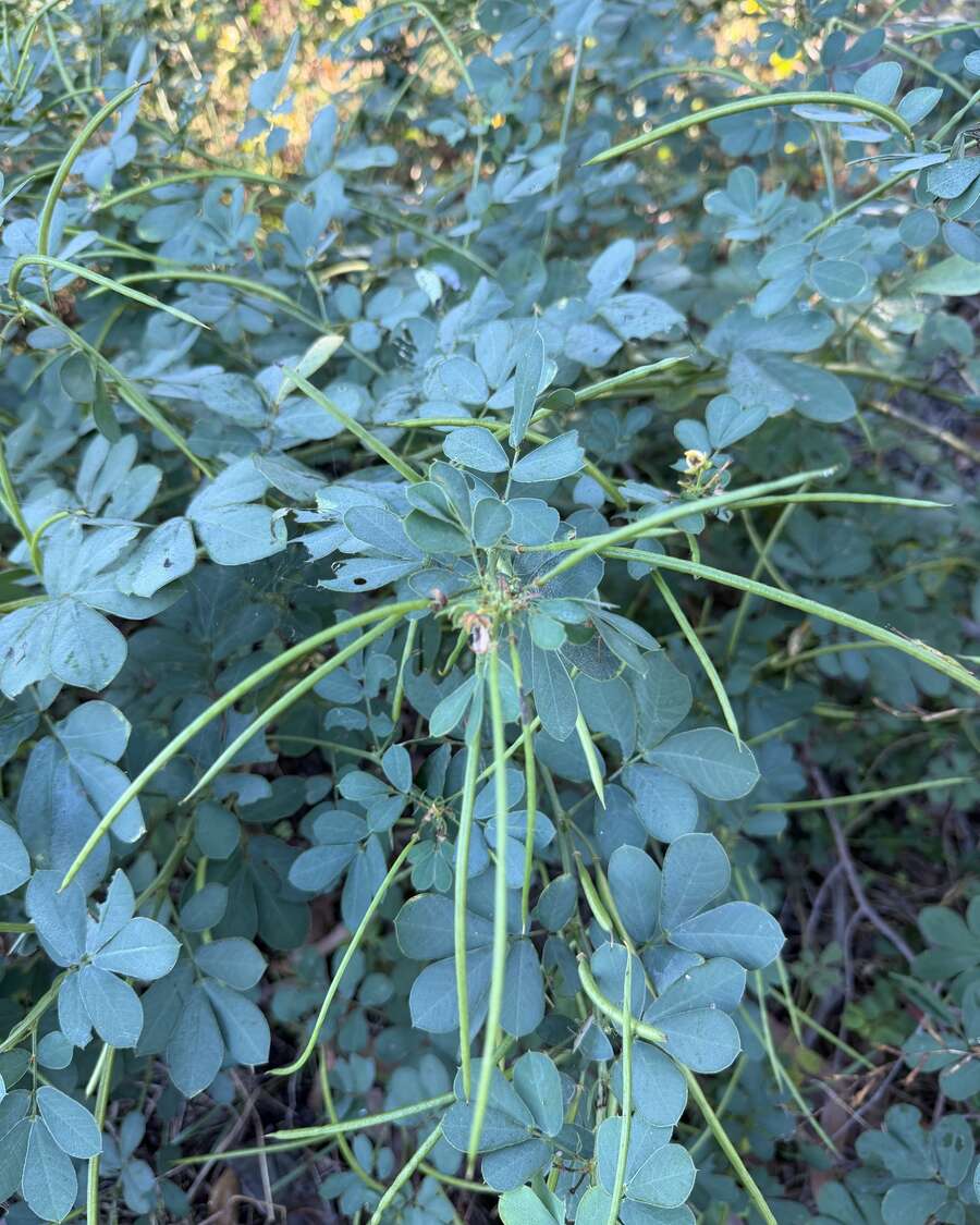 Green sicklepod with paired leaflets — the right stage to spray