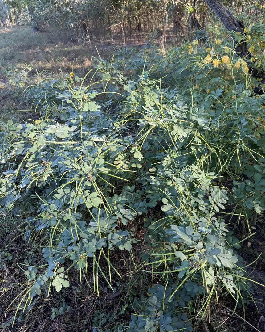A green sicklepod bush still actively growing — still treatable