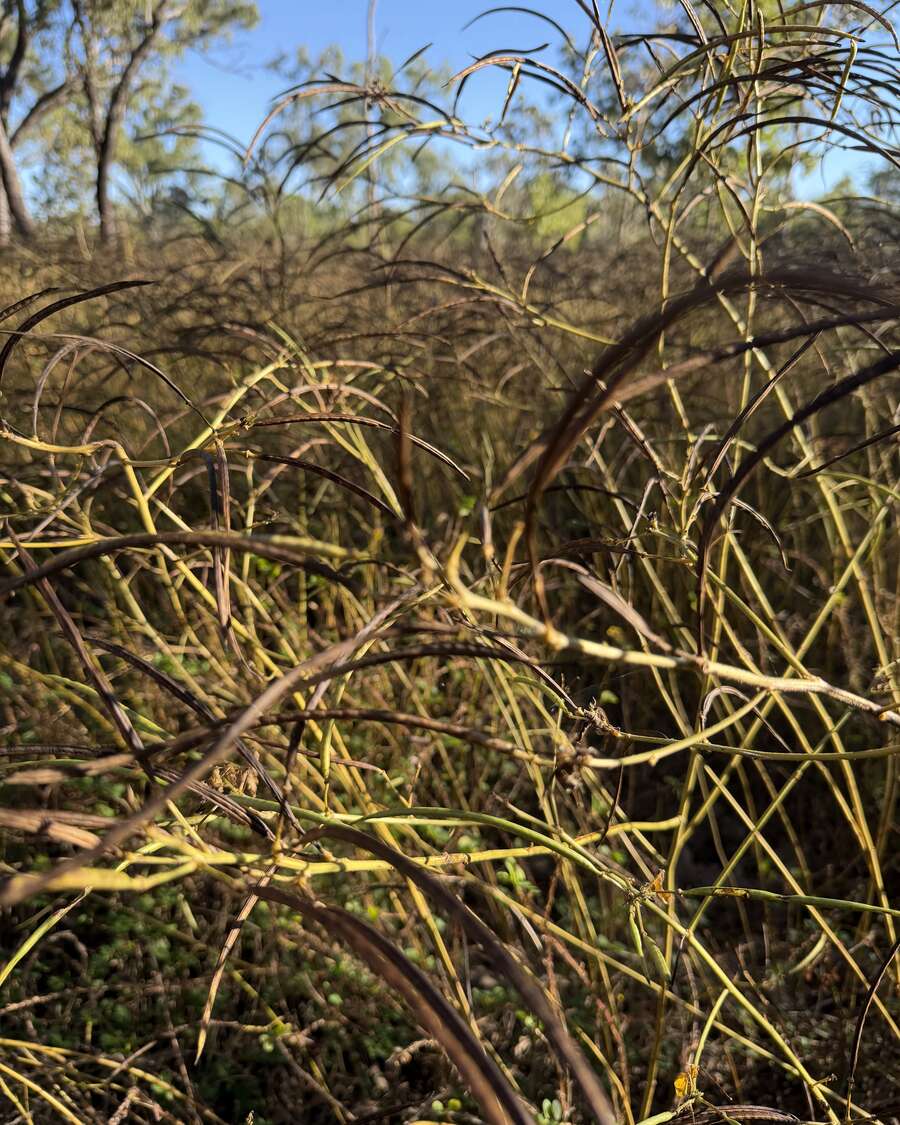 Sicklepod gone yellow and set seed — too late to spray, the damage is done